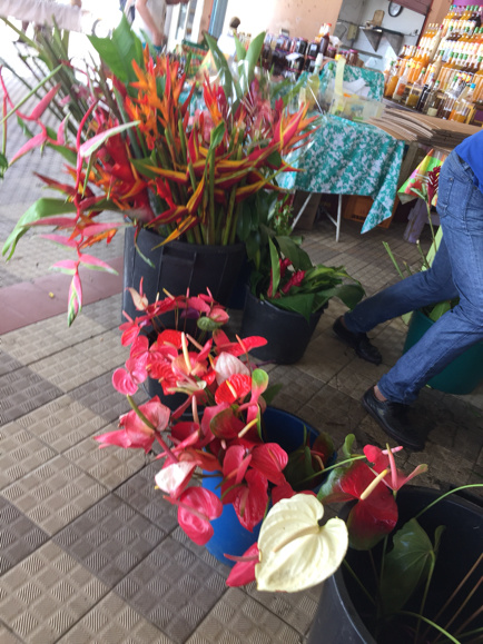 Trip to Martinique